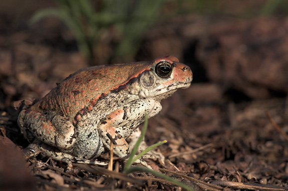 South African Toads