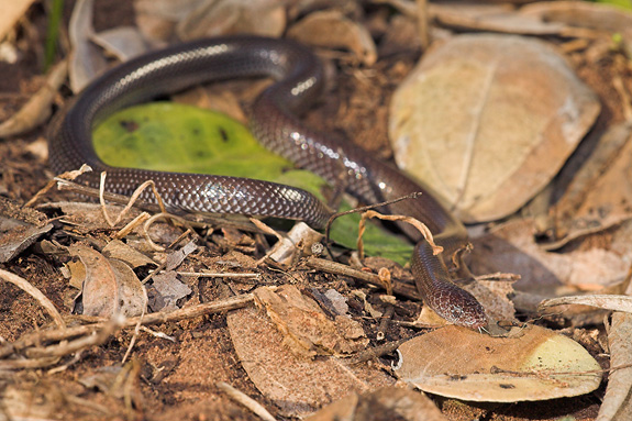 common wolf snake