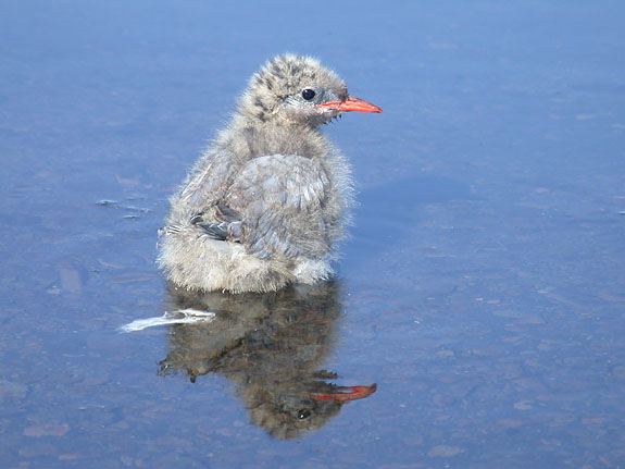 Baby Tern