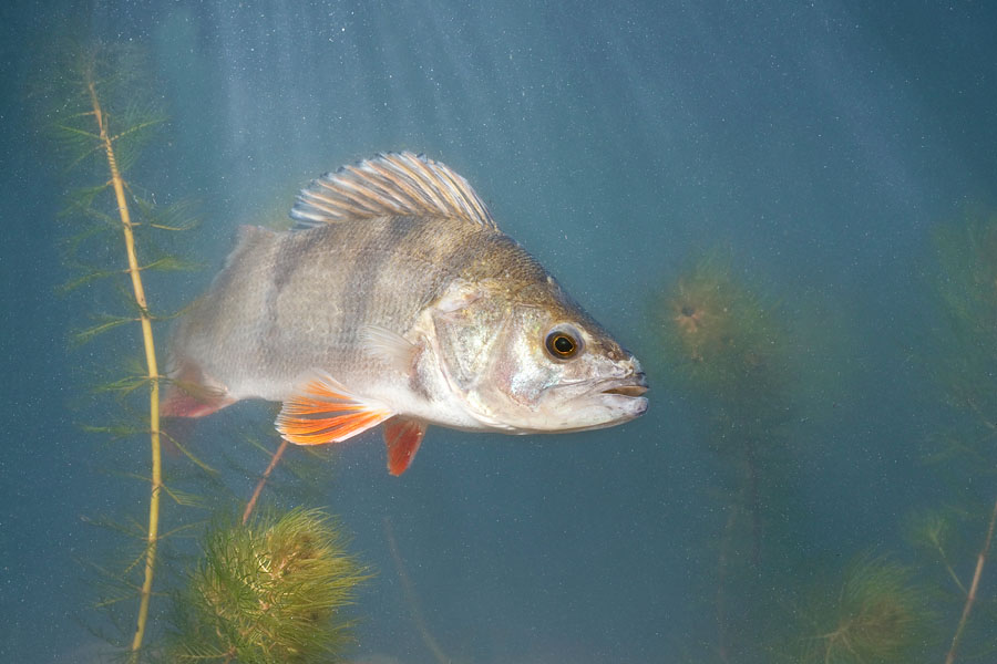 Fish from stagnant waters