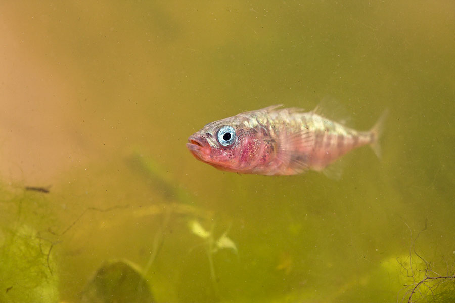 Fish from stagnant waters