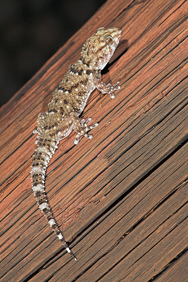 Bibron's Tubercled Gecko