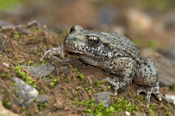 Common Midwife Toad