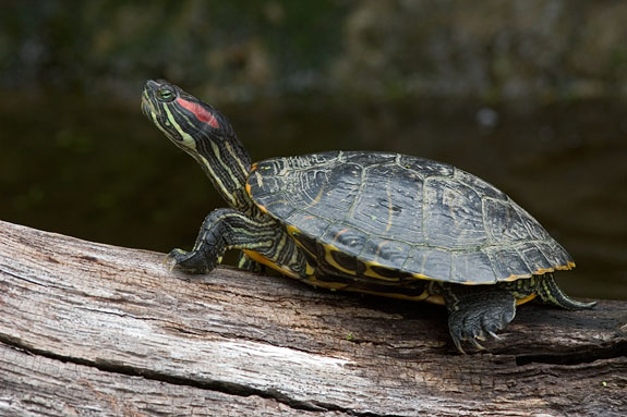 Red-eared terrapin