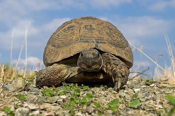 Spur-thighed tortoise