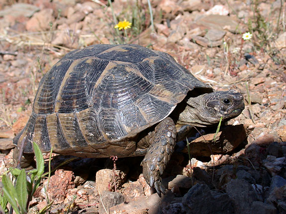 Spur-thighed tortoise