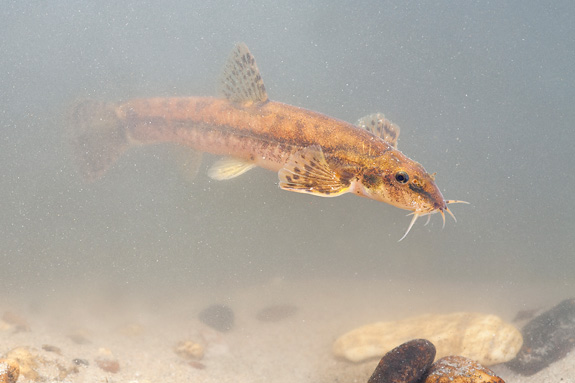 Stone Loach