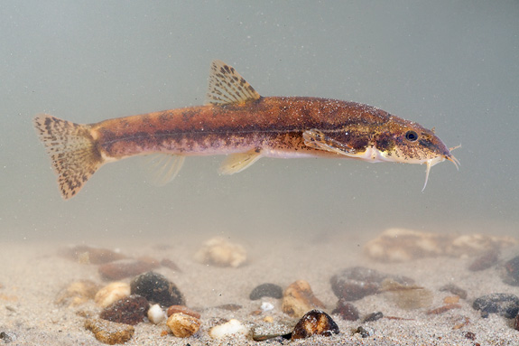 Stone Loach