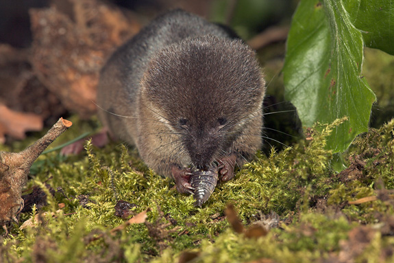 Common Shrew